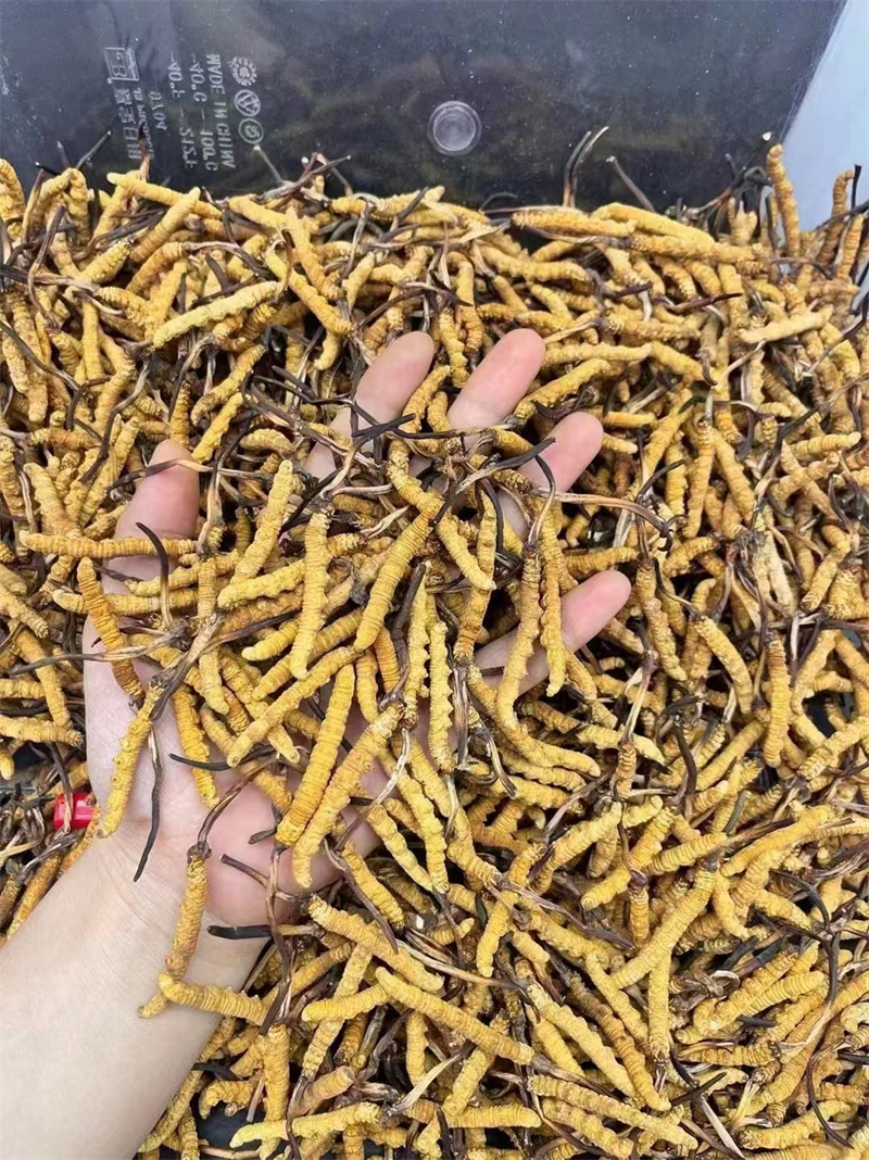 冬虫夏草，自然界的珍宝与它的神奇功效