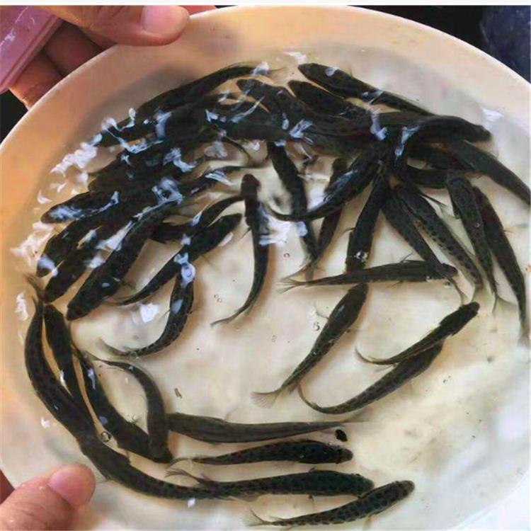 夏季养殖泥鳅苗，注意事项全解析