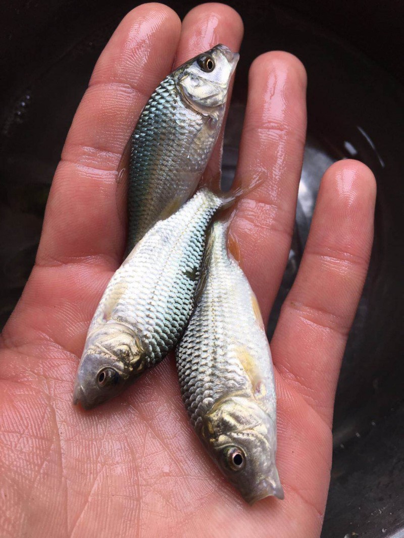 湖北淡水鱼苗培育管理