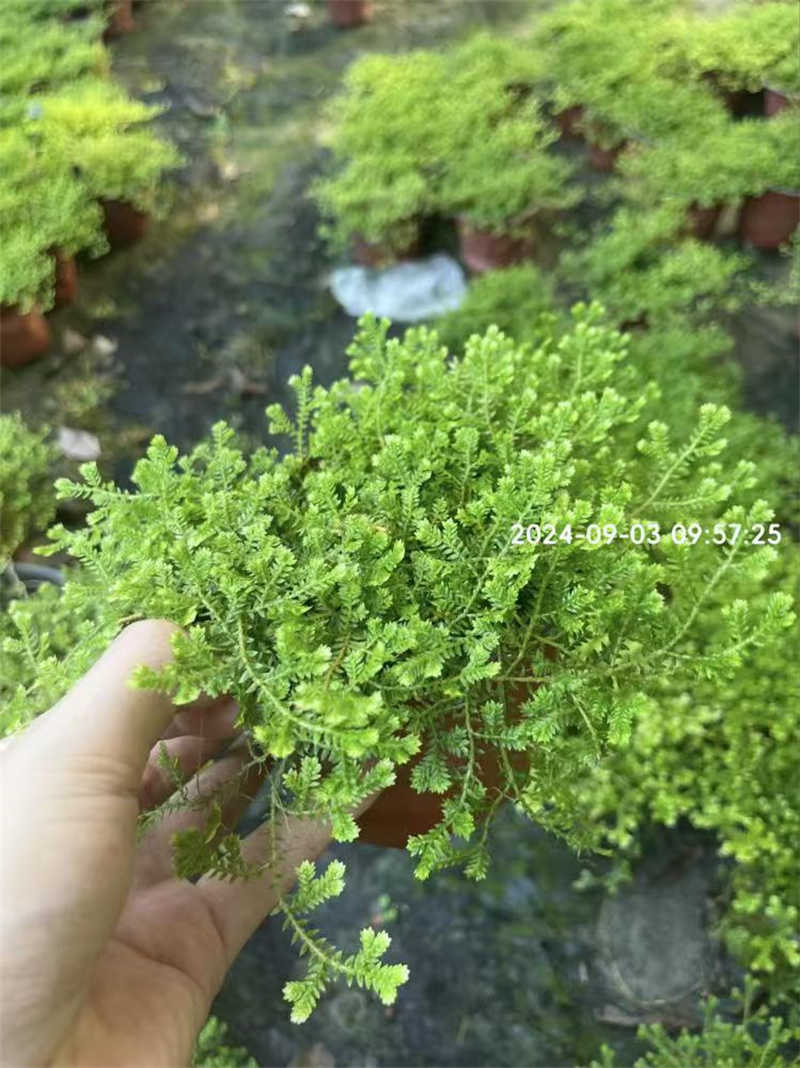 成都绿化树木种植，打造绿色生态之城