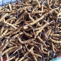 正确保存虫草的方法指南