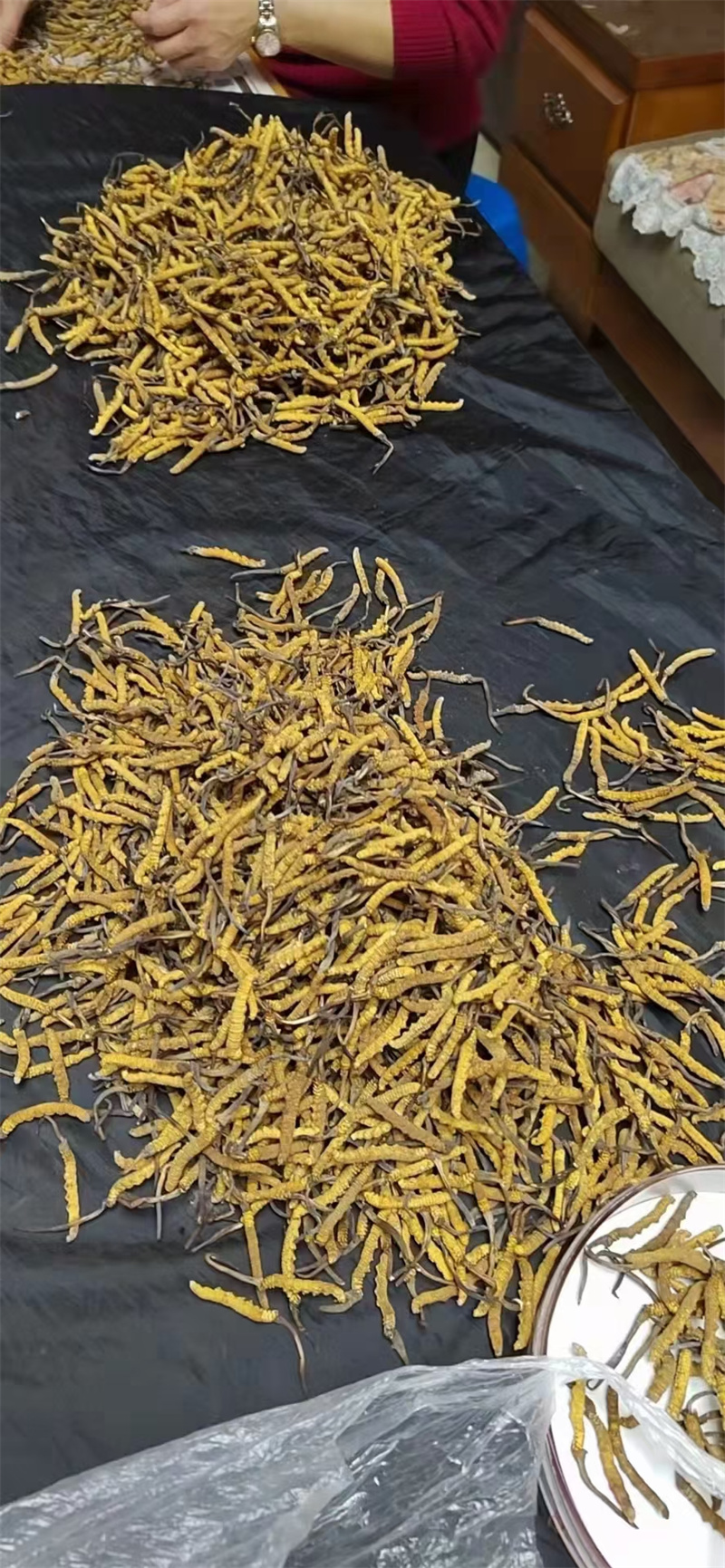 如何辨别优质的冬虫夏草，关键指标与实用技巧