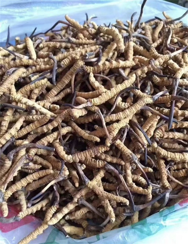 不同产地的冬虫夏草怎样区分