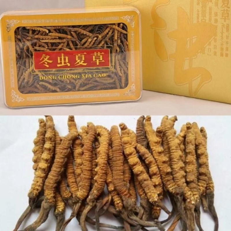 成都冬虫夏草回收讲解虫草的保存措施