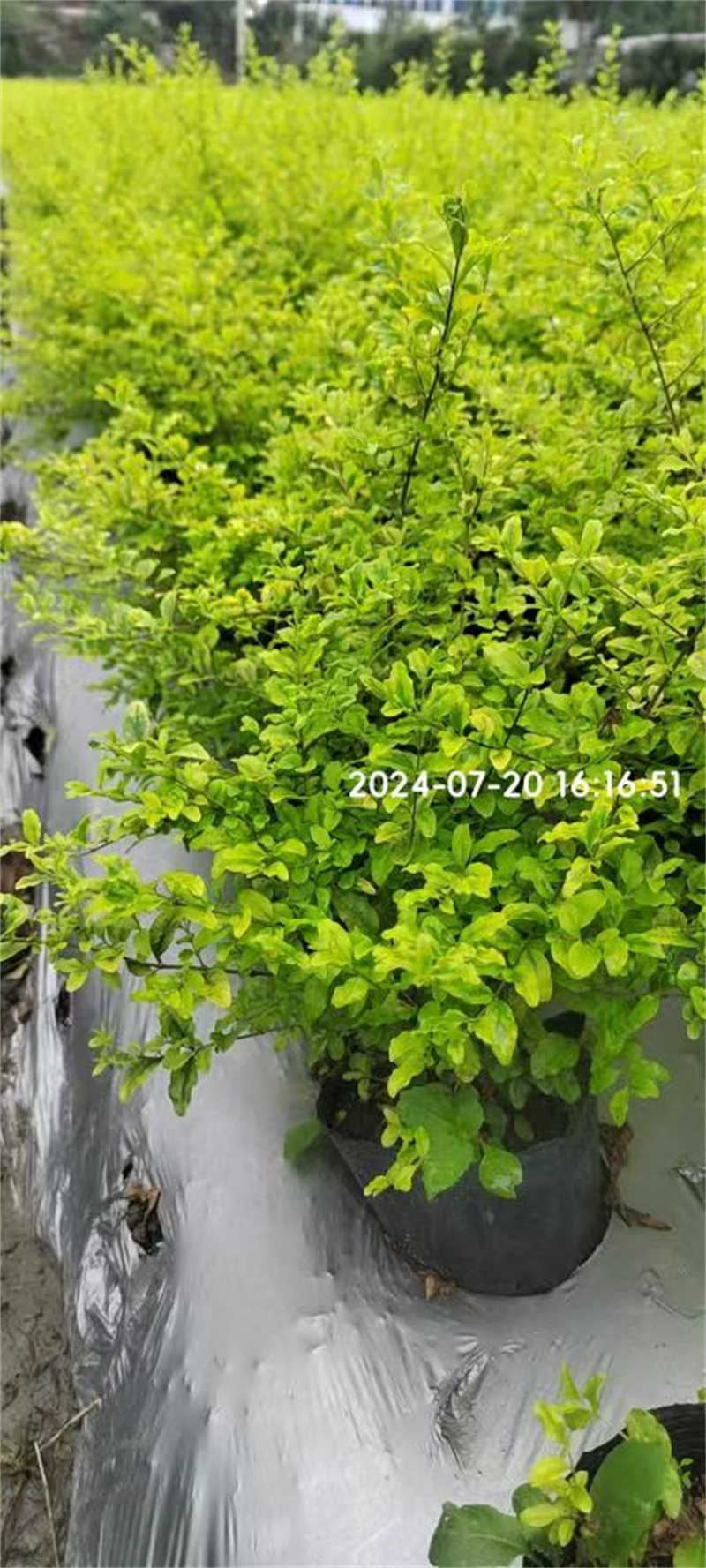 成都景观绿化设计