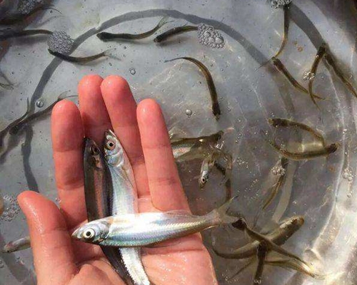 湖北鱼苗，长江之畔的绿色希望