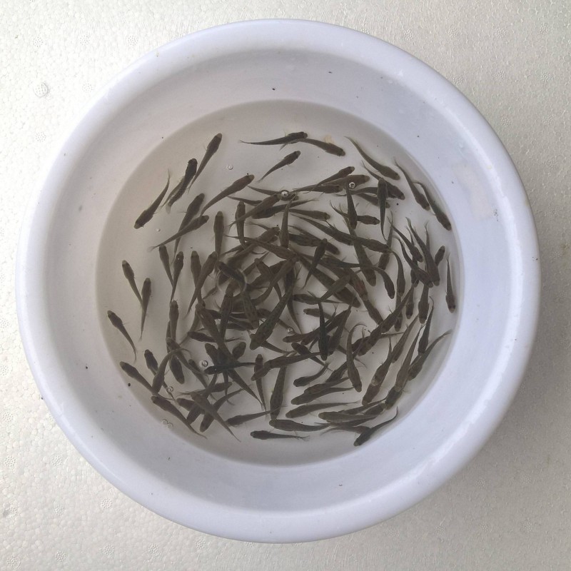 湖北鱼苗批发，养殖业者的****供应商