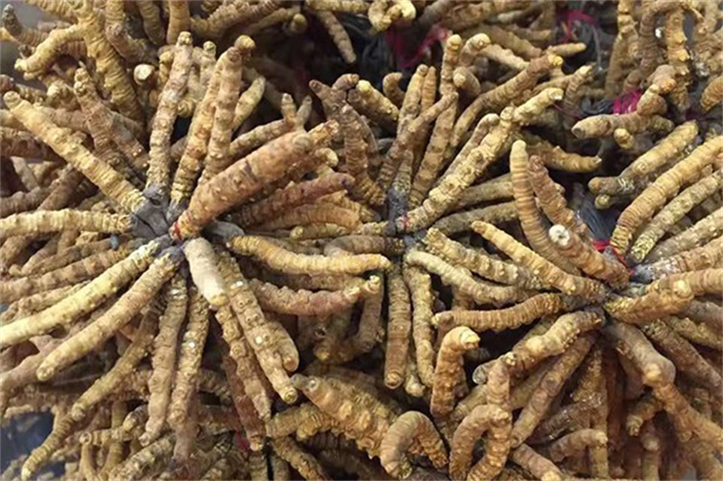 成都回收冬虫夏草的地方