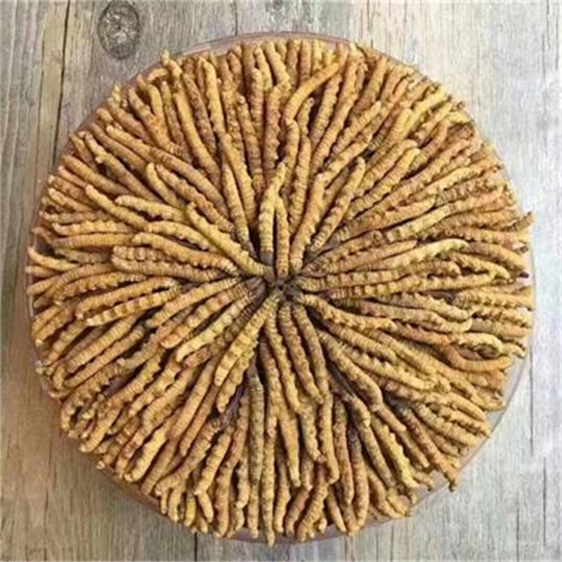 探秘成都的虫草回收市场，哪里是最佳选择