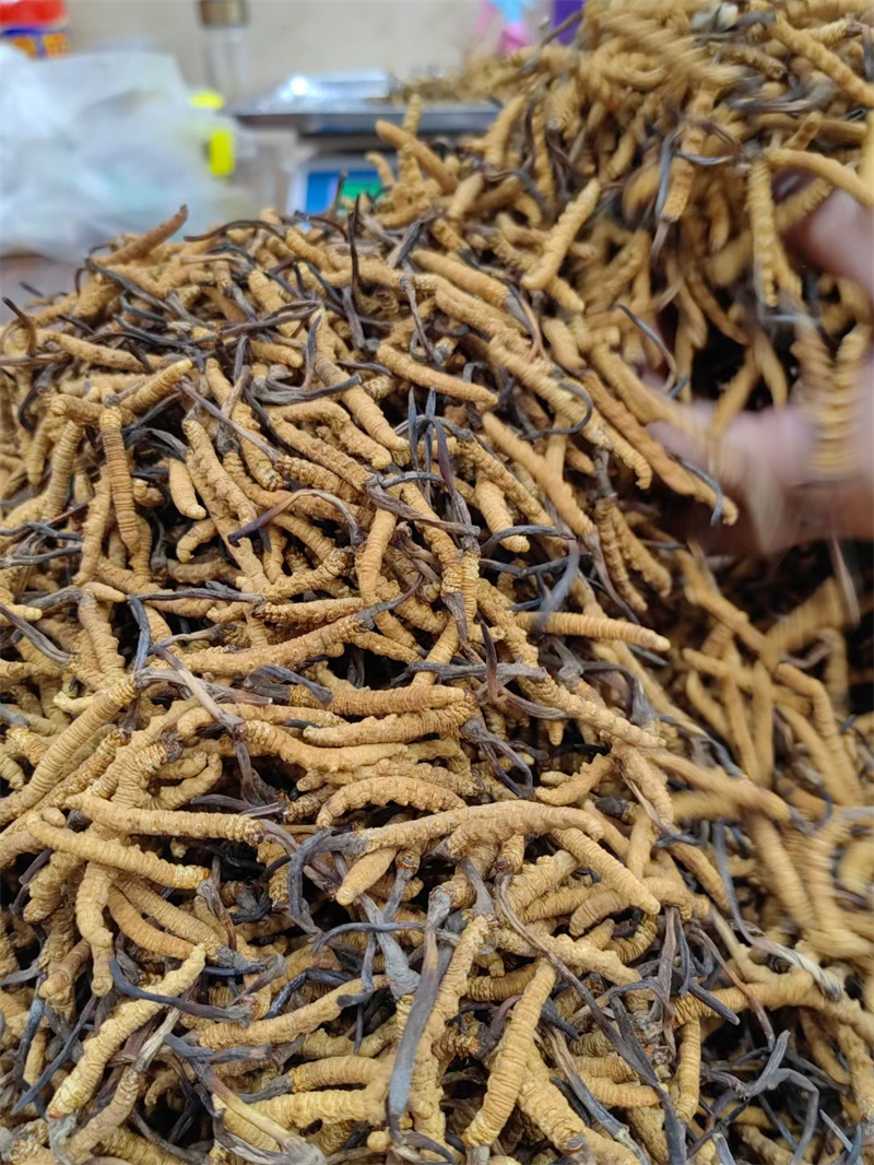 成都回收虫草，让闲置焕发新生