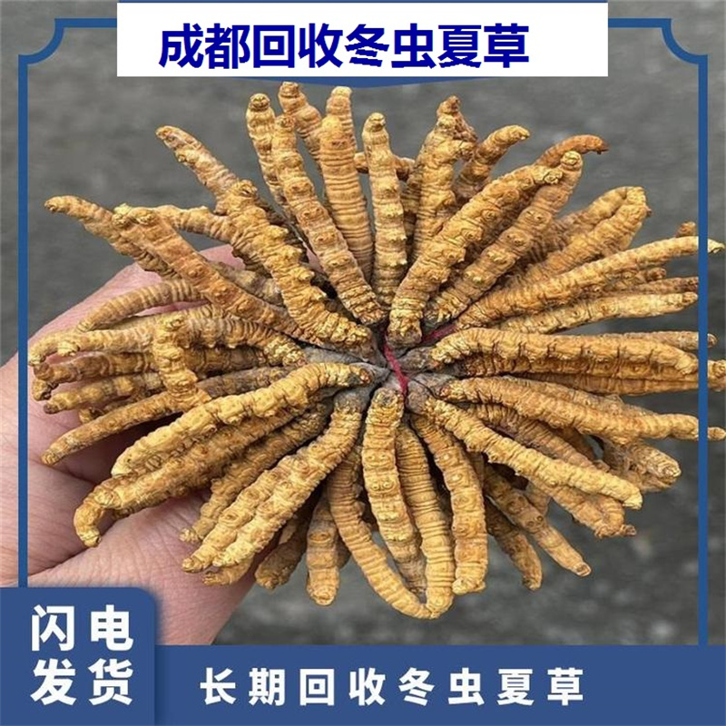 探索成都的虫草回收市场