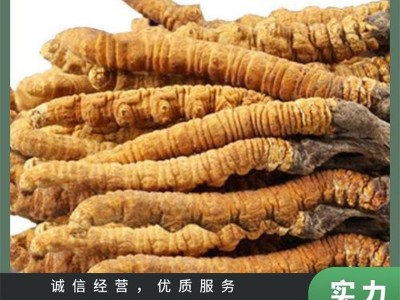 郫县虫草回收厂家，您身边的****处理专家