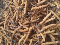 邛崃白酒回收收藏的技巧讲解