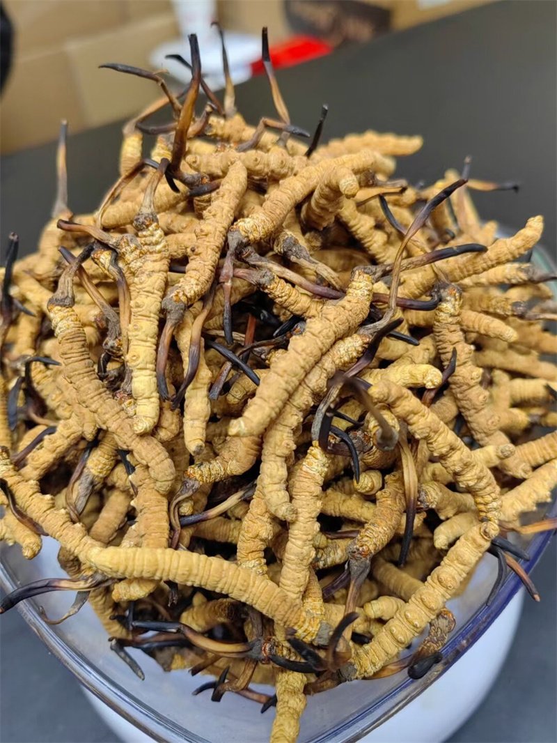 温江回收冬虫夏草