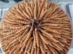 成都虫草回收