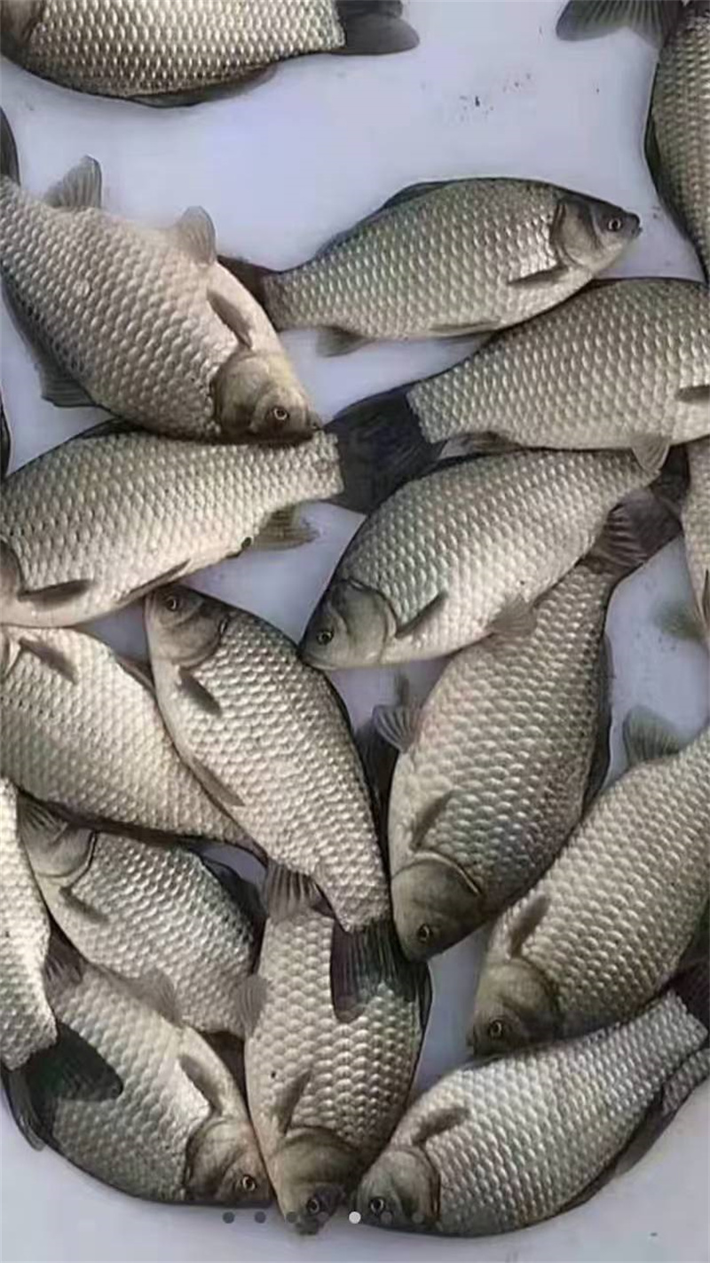 上海夏季养殖泥草鱼苗需注意以下事项