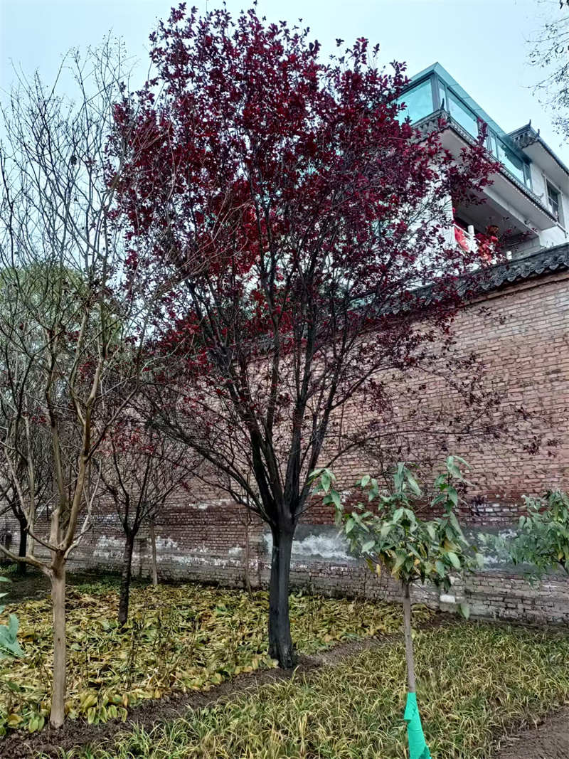 西安小区绿化苗木如何养护