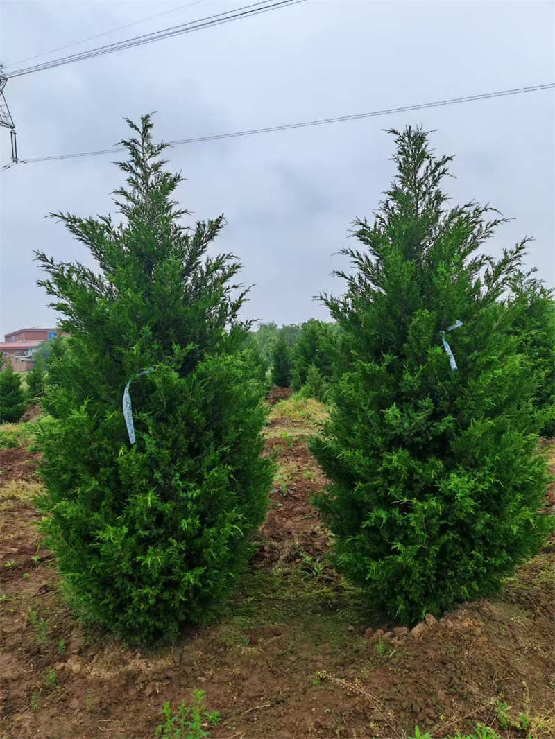 西安苗圃基地修剪整形的要点