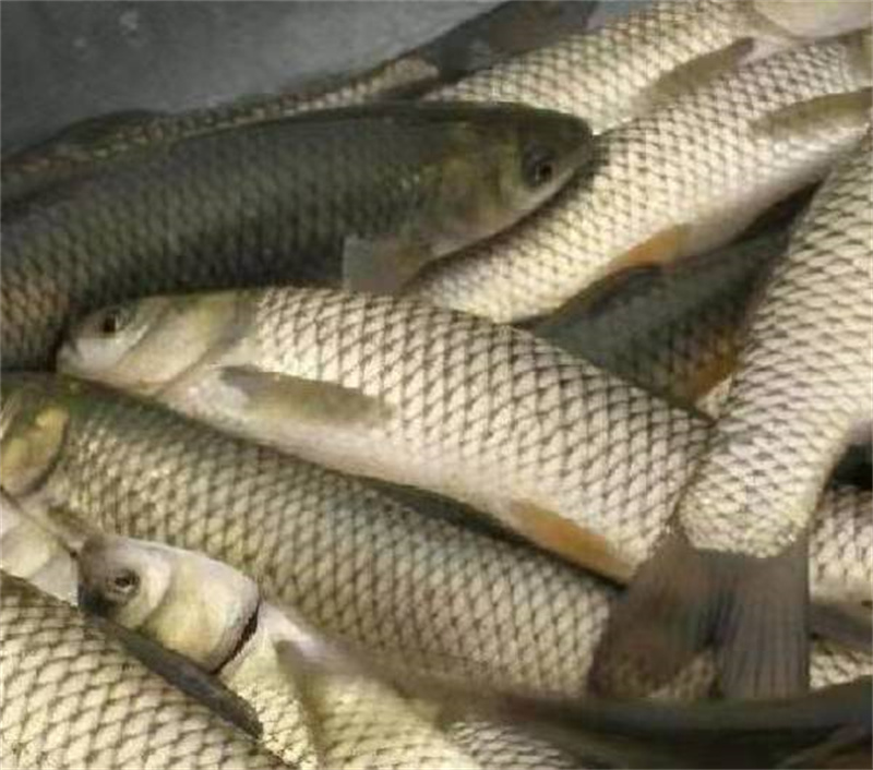 上海花鲢鱼多少钱一斤？最新市场价格与选购指南一览