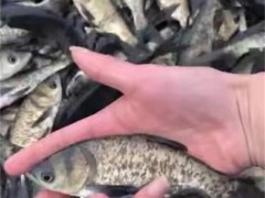 上海淡水鱼苗：灵动鲜活，养殖好搭档