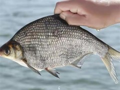 上海淡水鱼苗：灵动鲜活，养殖好搭档