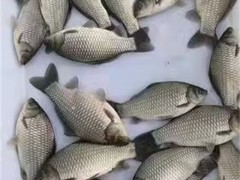 上海淡水鱼苗：灵动鲜活，养殖好搭档