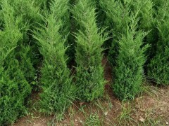 西安绿化苗木种植需要考虑哪些方面