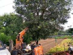 西安绿化苗木种植需要考虑哪些方面