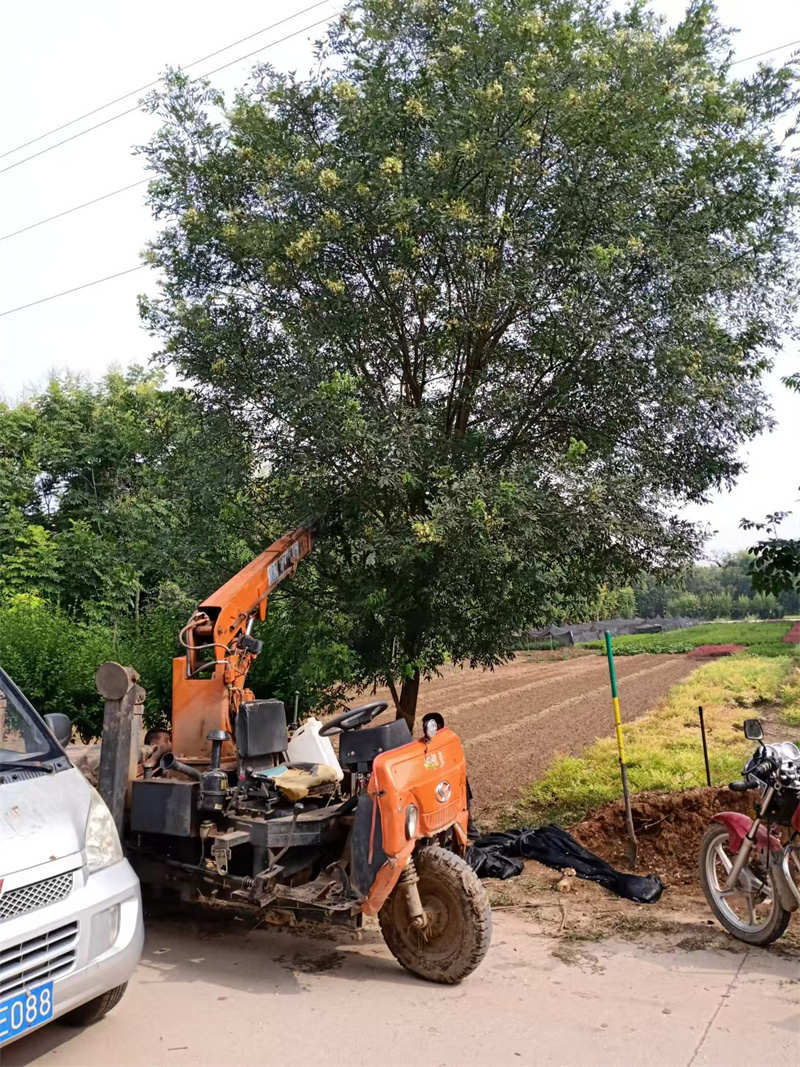 西安国槐树，古城的历史见证者与绿色守护者