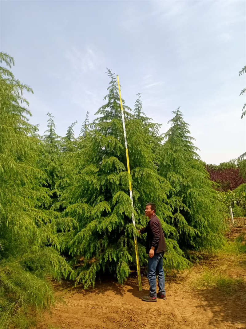 西安雪松基地，绿色产业的新高地