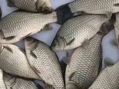 上海淡水鱼苗：灵动鲜活，养殖好搭档