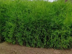 西安绿化苗木种植需要考虑哪些方面