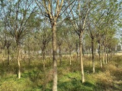 西安绿化苗木种植需要考虑哪些方面