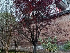 西安绿化苗木种植需要考虑哪些方面