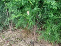 西安绿化苗木种植需要考虑哪些方面