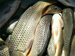 上海淡水鱼苗：灵动鲜活，养殖好搭档