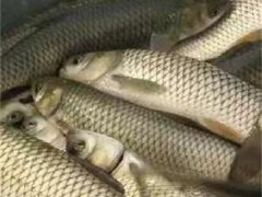 上海淡水鱼苗：灵动鲜活，养殖好搭档