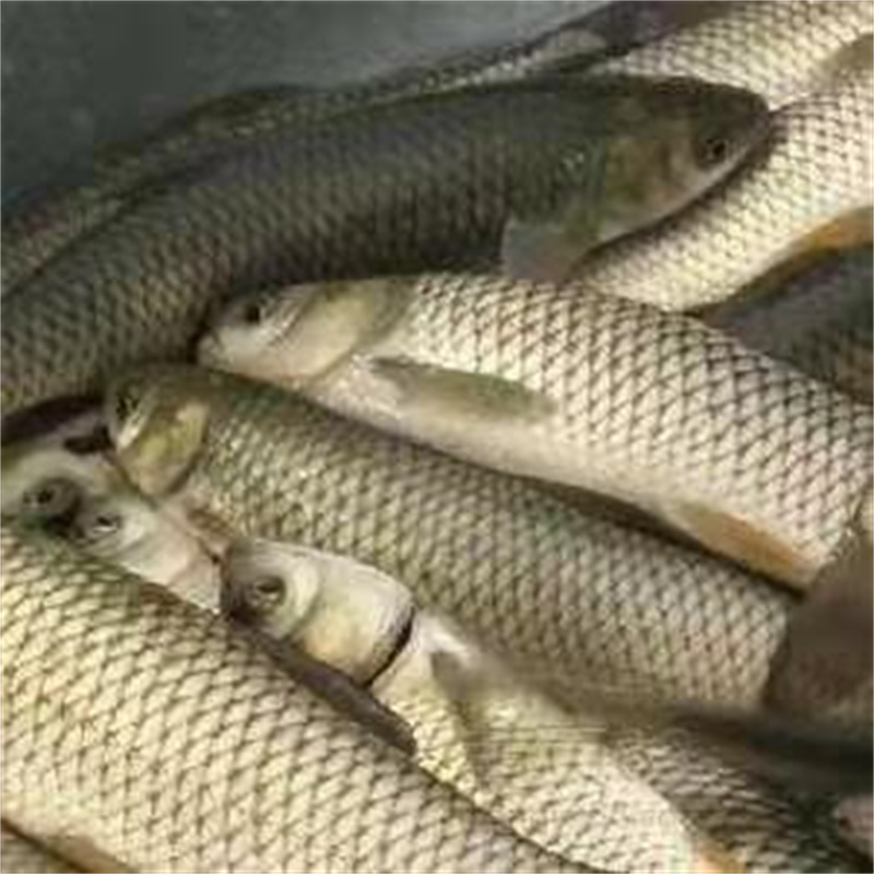 上海草鱼多少钱一斤