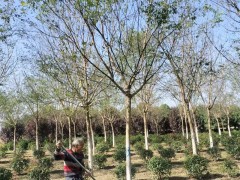 西安绿化苗木种植需要考虑哪些方面