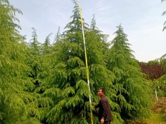 西安绿化苗木种植需要考虑哪些方面