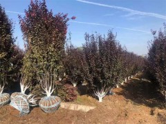 西安绿化苗木种植需要考虑哪些方面