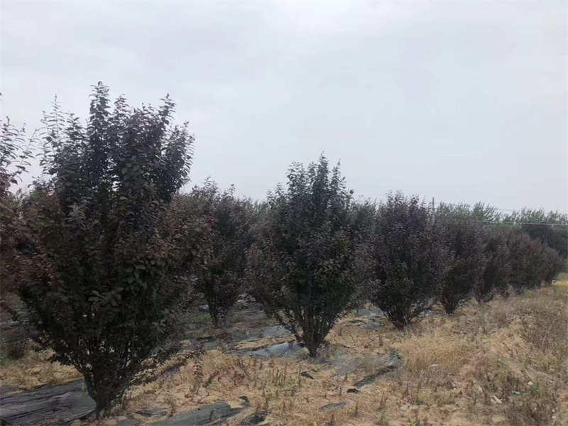 西安苗木基地，绿色产业的希望之地