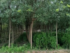 西安绿化苗木种植需要考虑哪些方面