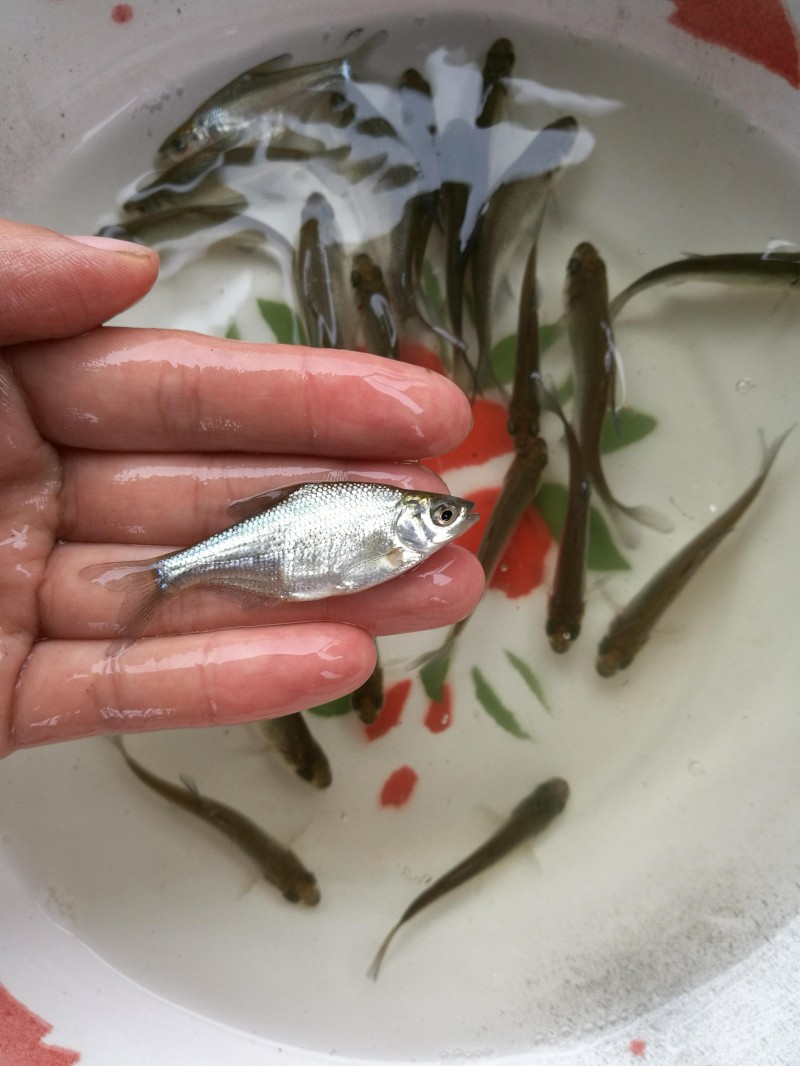 湖北鱼苗批发厂家的领航者，优质鱼苗，共创繁荣！