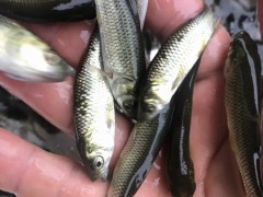 养殖户怎样养好鱼苗