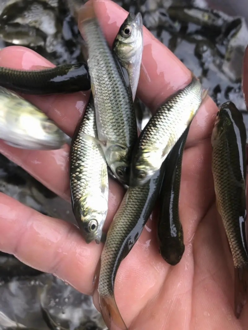 湖北鱼苗批发价格解析