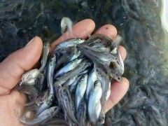 养殖户怎样养好鱼苗