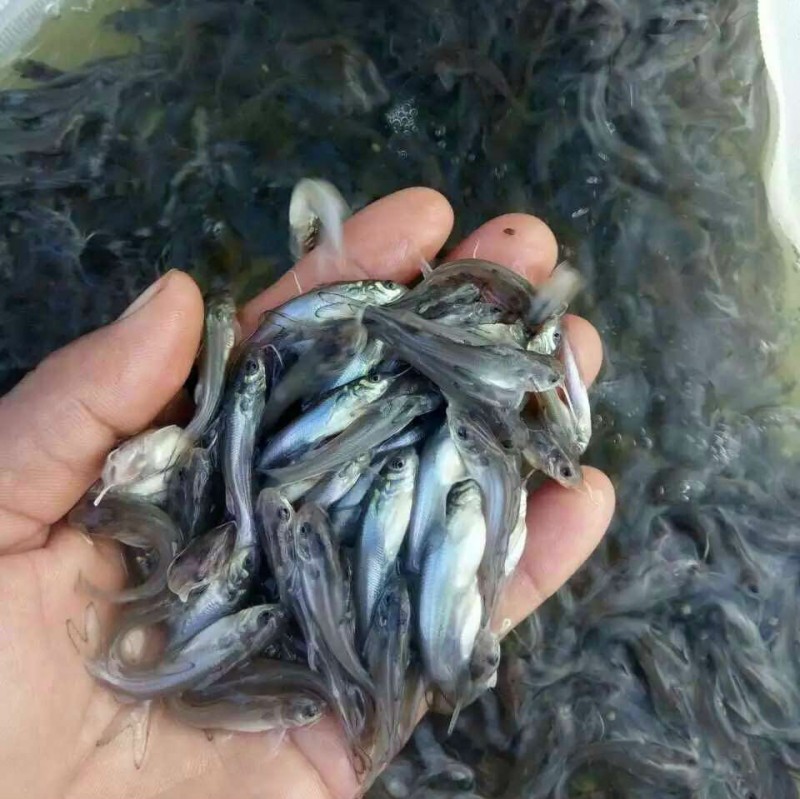 湖北鱼苗基地概览，水产养殖的新起点