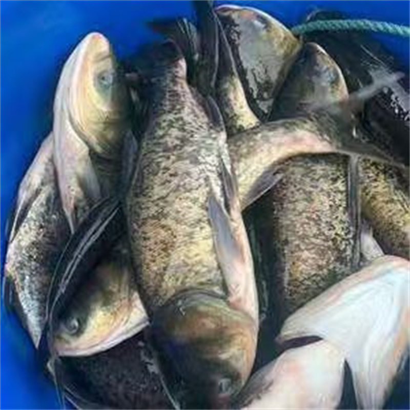 上海草鱼苗：传统品种的现代蜕变