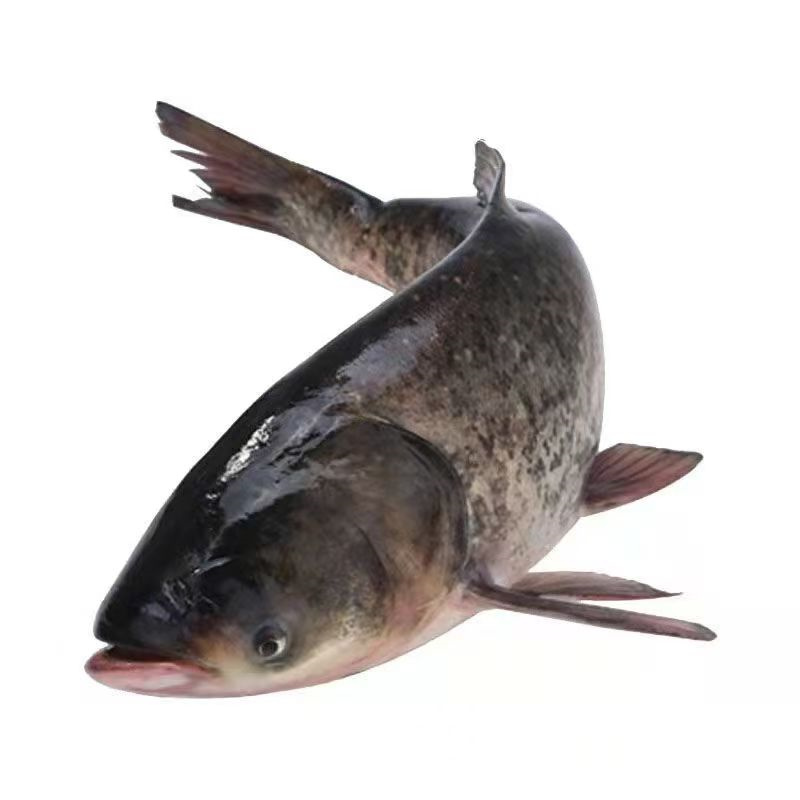 上海花鲢鱼苗：都市渔业的新亮点